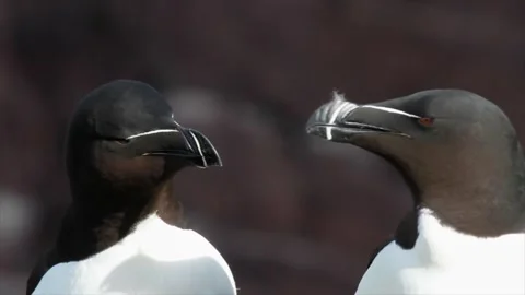 Pair of razorbills bill rubbing Video stock 241584237