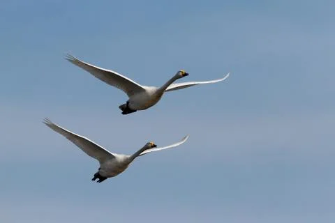 A pair of real swans flying in the background of the blue sky Stock Photos