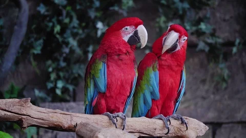 A pair of red and blue macaw parrots. repeat each other's movements Stock Footage 105833177