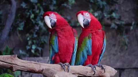 A pair of red and blue macaw parrots. repeat each other's movements 库存影片 105833686