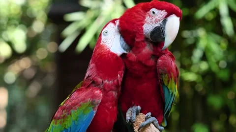 A pair of red and blue macaw parrots Stock Footage 135767729