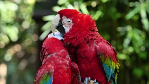 A pair of red and blue macaw parrots 스톡 동영상 135767843