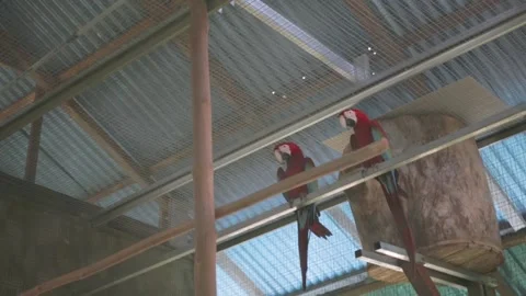 A pair of Red And Green Macaw Parrots Stock Footage 147193167