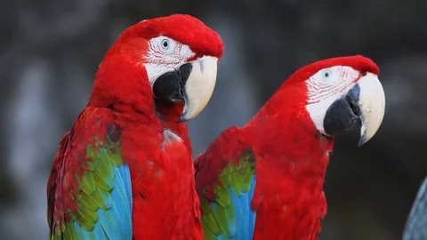 Pair of Red and Green Macaws in the Wild Video stock 89857318