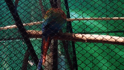 Pair Of Red And Green Macaws In The Cage 4K 스톡 동영상 126103111