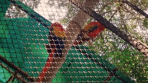 Pair Of Red And Green Macaws In The Cage 4K Video stock 126103114