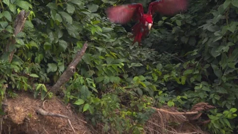 Pair of red and green macaws take off from their tree perch above the chuncho Stock Footage 297823980