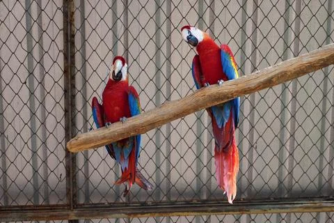 A pair of red-and-green macaws in captivity in the zoo Stock Photos