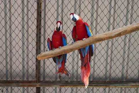 A pair of red-and-green macaws in captivity Foto stock