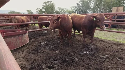 Pair of red Angus cows enclosed in a corral during a cattle auction in Arge.. Stock Footage 286763885