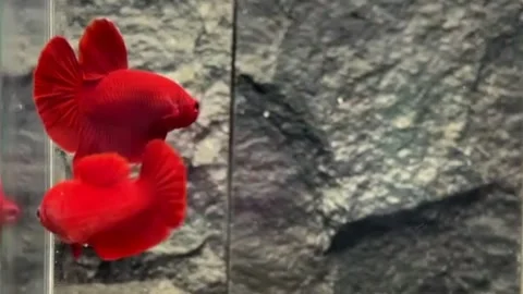 A pair of red betta fish Stock Footage 245493949