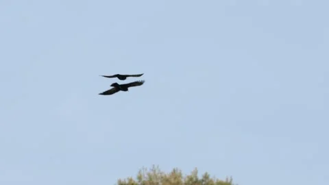 Pair of Red-billed Choughs Flying in the Barranc del Cint in Alcoy Stock Footage 332616932