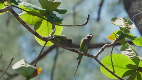 Pair of red-breasted parakeets perched on branch in natural habitat Stock Footage 271667845