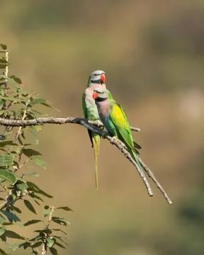 Pair of Red-breasted Parakeets Stock Photos