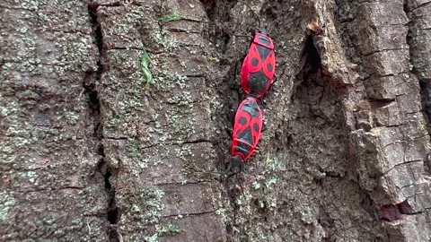 A pair of red bugs, also called Stainer, Firebug, or Pyrrhocorid Bug Video stock 240434246