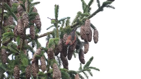 Pair of red crossbill aka loxia curvirostra on the coniferous tree.  Stock Footage 299934883