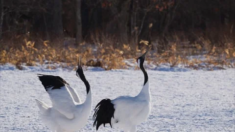 A pair of Red-crowned crane calling out to each other Stock Footage 320514259