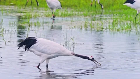 Pair of Red Crowned Crane Courtship 4K Stock Footage 335075769
