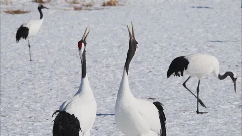 A pair of red-crowned cranes calling to each other (with voice) Stock Footage 320515865