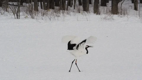 A pair of red crowned cranes dancing in Hokkaido, Japan Stock Footage 111429018