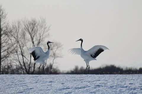 A pair of Red Crowned Cranes doing courtship dance in winter Stock Photos