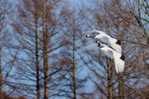Pair of Red-crowned cranes Grus japonensis flying in unison past winter for.. Stock Photos