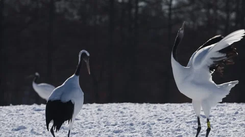A pair of red-crowned cranes performing a courtship dance Stock Footage 320514255