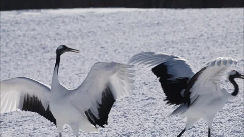 A pair of red-crowned cranes performing a courtship dance Stock Footage 320514829