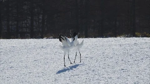 A pair of red-crowned cranes performing a courtship dance (slow motion) Stock Footage 320515806