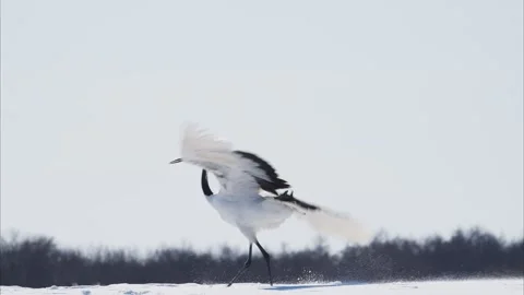 A pair of red-crowned cranes performing a courtship dance (slow motion) Stock Footage 320516245