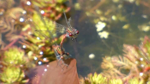 Pair of red damselflies Stock-Footage 89993790