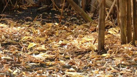 Pair of red dragonflies mating on autumn foliage Stock Footage 334979178