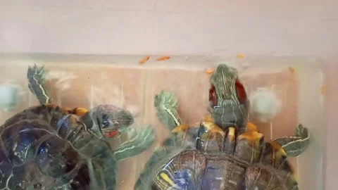 A pair of red eared turtles eat insect larvae floating on the surface of th.. Stock Footage 289664661