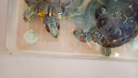 A pair of red eared turtles eat insect larvae floating on the surface of th.. Stock Footage 291031856
