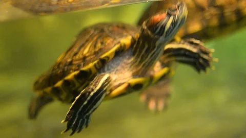 Pair of red-eared turtles swimming together Stock Footage 102253958