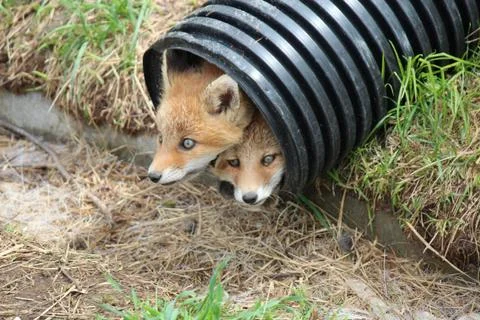 A pair of Red Foxes emerging from a pipe Stock Photos