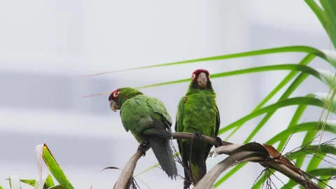 Pair of red-headed parrots in love, close-up shot in Lima, Peru showcasing 스톡 동영상 309528117