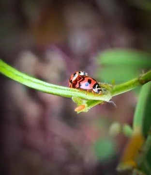 Pair of Red Ladybugs on Green Stem Photos