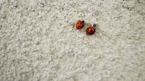 Pair of red ladybugs walking on rough textured ground Stockbeeldmateriaal 333940587