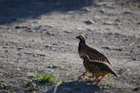 Pair of red-legged partridges. Stock Photos