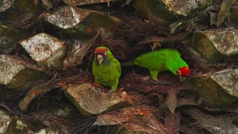 Pair of red-masked parakeets resting in palm bark in Miraflores, Lima, Peru 動画素材 309525779