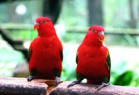 Pair of Red Parrot Stock Photos