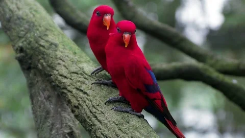 Pair of red parrots sitting on the tree branch Stock Footage 83422091