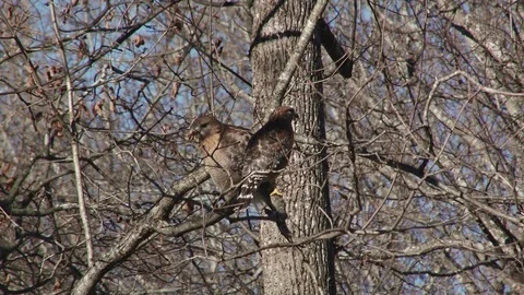 Pair of red shoulder hawks one flies off 動画素材 72873778