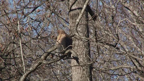 Pair of red shoulder hawks possibly mating 動画素材 72873956