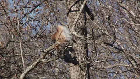 Pair of red shoulder hawks possibly mating 2 動画素材 72874231