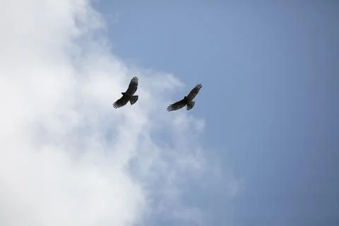 Pair of Red-Shouldered Hawks Stock Photos