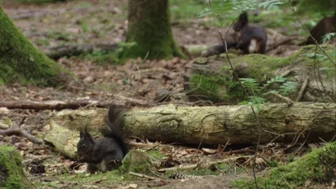 Pair of red squirrels sitting on the forest floor while grooming themselves Stock Footage 322216590