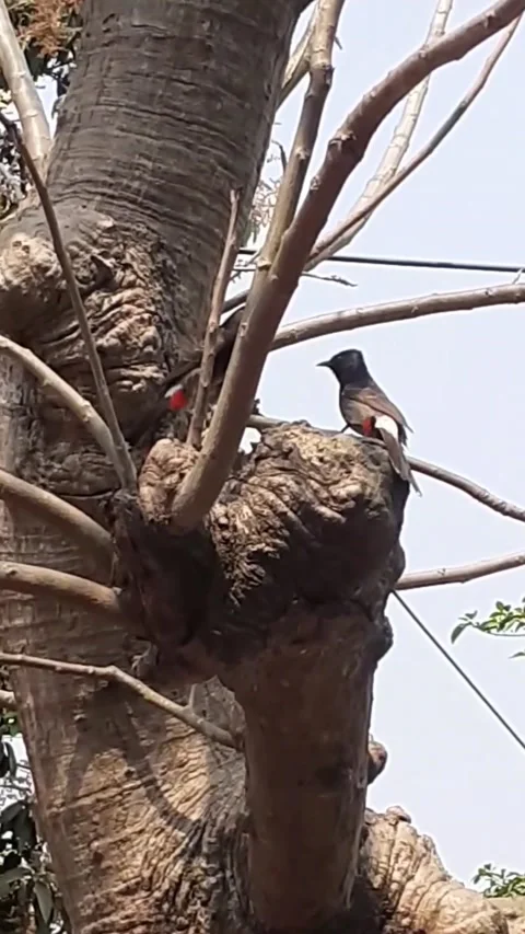 A Pair of Red Vented Bulbul Birds Playing on the Tree Branches Stock Footage 175262406