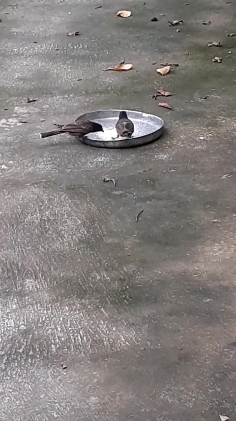 A Pair of Red Vented Bulbul Birds Eating Food Together Stock Footage 282645117